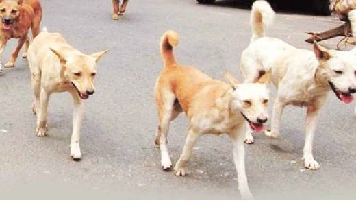 शहर में कुत्तों का आतंक ढाई साल की मासूम को उठा ले गए, मां न... - CG Sandesh