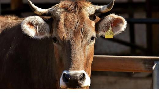  गाय पर बच्चे की हत्या का आरोप , पुलिस ने लिया हिरासत में अब... - CG Sandesh