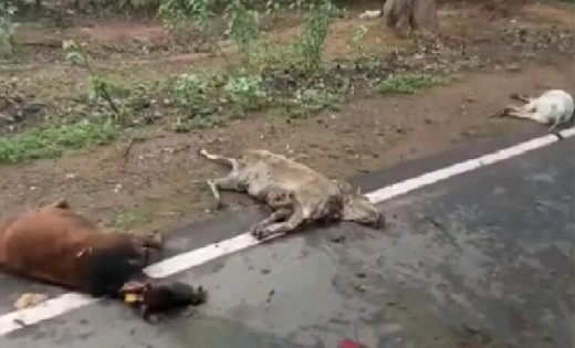 रफ़्तार का कहर : ट्रक ने गायों को मारी टक्कर, सड़क पर बिछी 8 मवेशियों की लाश