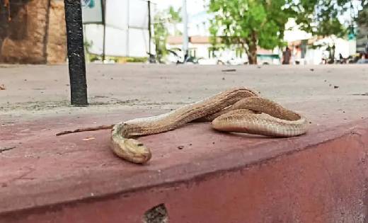 चार साल के बच्चे को कोबरा ने डंसा, कुछ देर बाद सांप की हो गई... - CG Sandesh