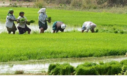 खेती के लिए सस्ता लोन चाहिए तो फटाफट बनवाइए किसान क्रेडिट का... - CG Sandesh