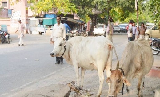 दुर्घटना से बचाने मवेशियों को लगाया जा रहा रेडियम कॉलर - CG Sandesh