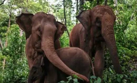 प्रदेश में एक बार फिर हाथियों ने मचाया उत्पात, 10 से अधिक गा... - CG Sandesh