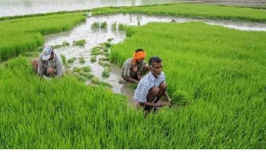 पीएम किसान की अगली किस्त पाने के लिए जल्द निपटा लें यह काम, ... - CG Sandesh