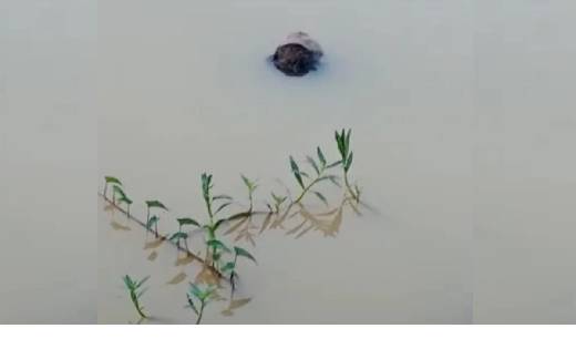 तालाब में तैरती मिली ग्रामीण की लाश, इलाके में फैली सनसनी... - CG Sandesh