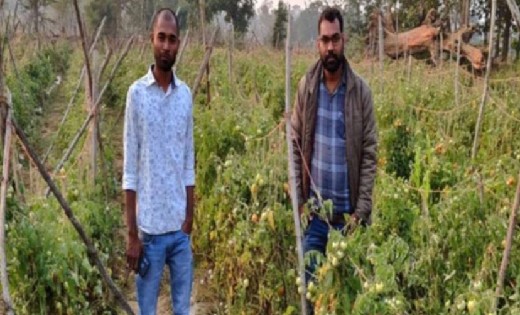 पिथौरा : टमाटर की खेती बनी लाभदायक, कृषक टण्डन को हुई 2 लाख ... - CG Sandesh