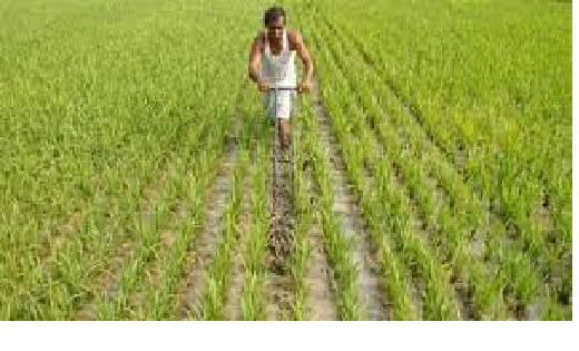 छत्तीसगढ़ में बढ़ी प्रधानमंत्री फसल बीमा योजना के तहत बीमा क... - CG Sandesh