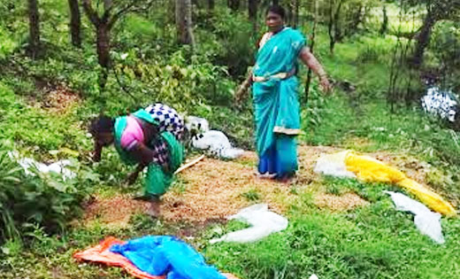भंवरपुर चौकी क्षेत्र में नहीं थम रहा अवैध शराब का कारोबार, ग... - CG Sandesh