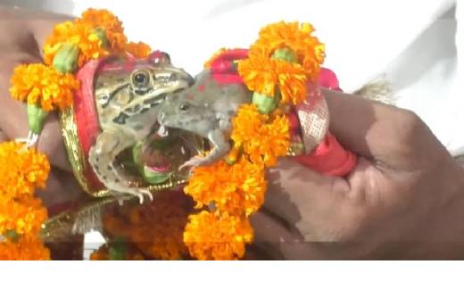 मेंढक बना दूल्हा और मेंढकी दुल्हन,यहां हुई अनोखी शादी - CG Sandesh