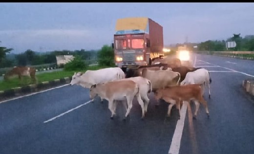बसना : सड़कों पर मवेशियों का जमावड़ा, लोग परेशान - CG Sandesh