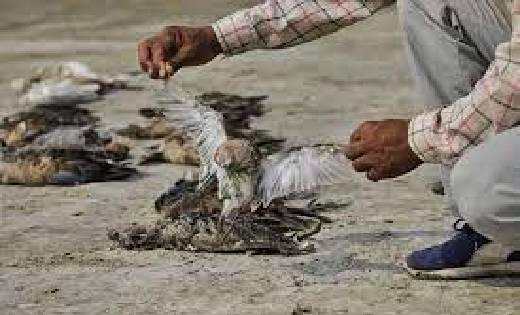 खेत में मरे मिले में सैकड़ों पक्षी, मौत की हो सकती है ये वजह - CG Sandesh