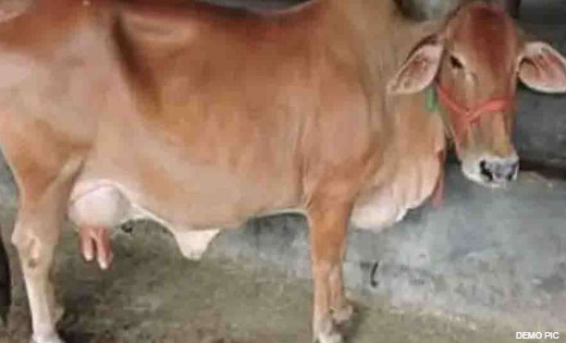 युवक ने गर्भवती गाय के साथ किया रेप, गाय की मौत - CG Sandesh