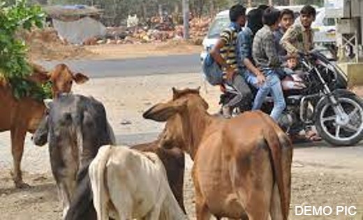 सड़कों पर पशुओं के बैठे होने से जनपद पंचायत के सीईओ एवं नपा क... - CG Sandesh