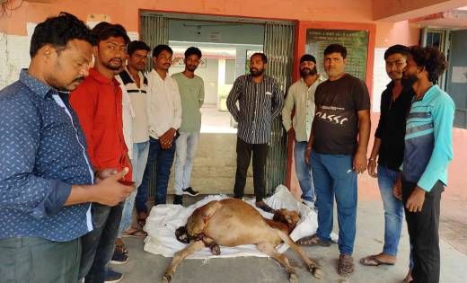 बसना : मरणासन्न स्थिति में गोधन को लेकर नगर पंचायत पहुंचे गौ... - CG Sandesh