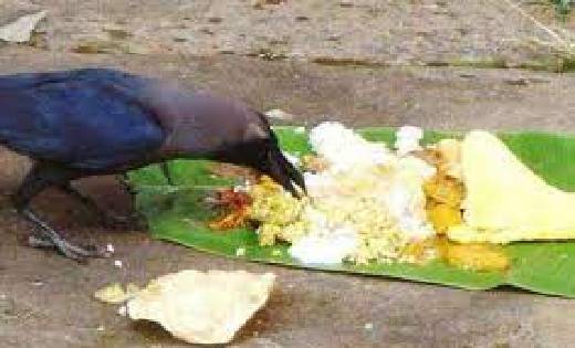 पितृपक्ष में कौआ को भोजन कराने का विधान ,लेकिन नहीं मिल रहे ... - CG Sandesh