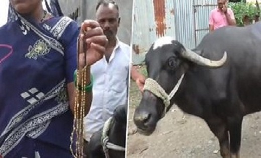 अजीबो-गरीब : भैंस निगल गई 2 लाख का सोना...डॉक्टर ने पेट काटक... - CG Sandesh
