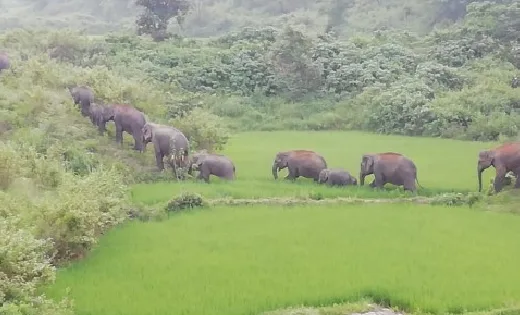 बसना वन परिक्षेत्र के बुदेलाभांठा, टुकड़ा हरदी के जंगलो 17 हाथियों की झुंड, ग्रामीणों में दशहत