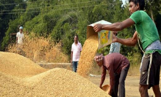 महासमुंद जिले में पहले दिन 40 हजार क्विंटल धान की खरीदी की ग... - CG Sandesh