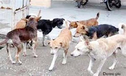 राजधानी में आवारा कुत्तों ने मेडिकल कालेज के डॉक्टर को नोचा