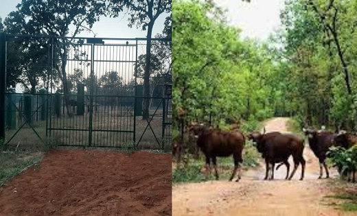 PCCF पर लगा कानून विरोधी कार्य करने का आरोप, तुरंत हटाने की ... - CG Sandesh