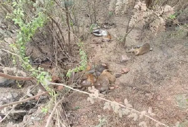 8 बंदरों की संदिग्ध हालत में मिली लाश , ग्रामीणों जताई हत्या... - CG Sandesh
