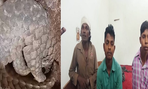 पैंगोलिन की तस्करी करते तीन आरोपी गिरफ्तार, पुलिस ने घेरा बं... - CG Sandesh