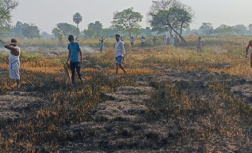 बसना : 6 एकड़ खड़ी धान की फसल जलकर हुई राख, किसानों को लाखों का नुकसान