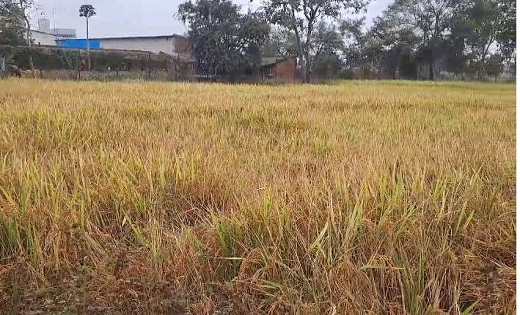 बेमौसम बारिश से फसल चौपट, किसानों ने मांगा नुकसान का मुआवजा - CG Sandesh