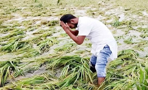 बेमौसम बारिश से फसलें हो रही बर्बाद ठंड बढ़ने से जन-जीवन अस्त व्यस्त