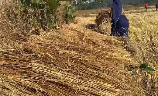 बेमौसम बरसात ने बढ़ाई किसानों की परेशानी - CG Sandesh