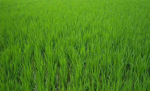  11 लाख 61 हजार हेक्टेयर में हो चुकी रबी फसलों की बुआई
