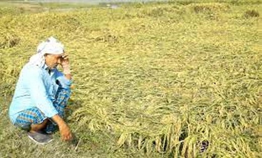छत्तीसगढ़ में मिचौंग तूफान का असर, धान के फसलों को पहुंचाया नुकसान