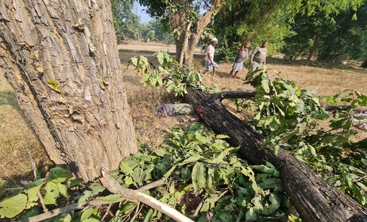 दिल दाहला देने वाली खबर : पेड़ कटाई के दौरान डंगाल सहित नीचे ... - CG Sandesh