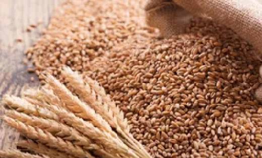 सरकार ने थोक ग्राहकों के लिए गेहूं के दाम घटाए - CG Sandesh