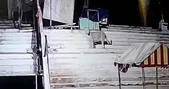 बम्लेश्वरी मंदिर के ऊपर पहाड़ी में तेन्दुए की चहलकदमी कैमरे ... - CG Sandesh