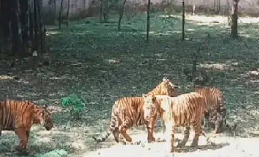 कानन पेंडारी जू में बाघिन ‘रंभा’ के शावक ‘मितान’ की मौत, वन ... - CG Sandesh