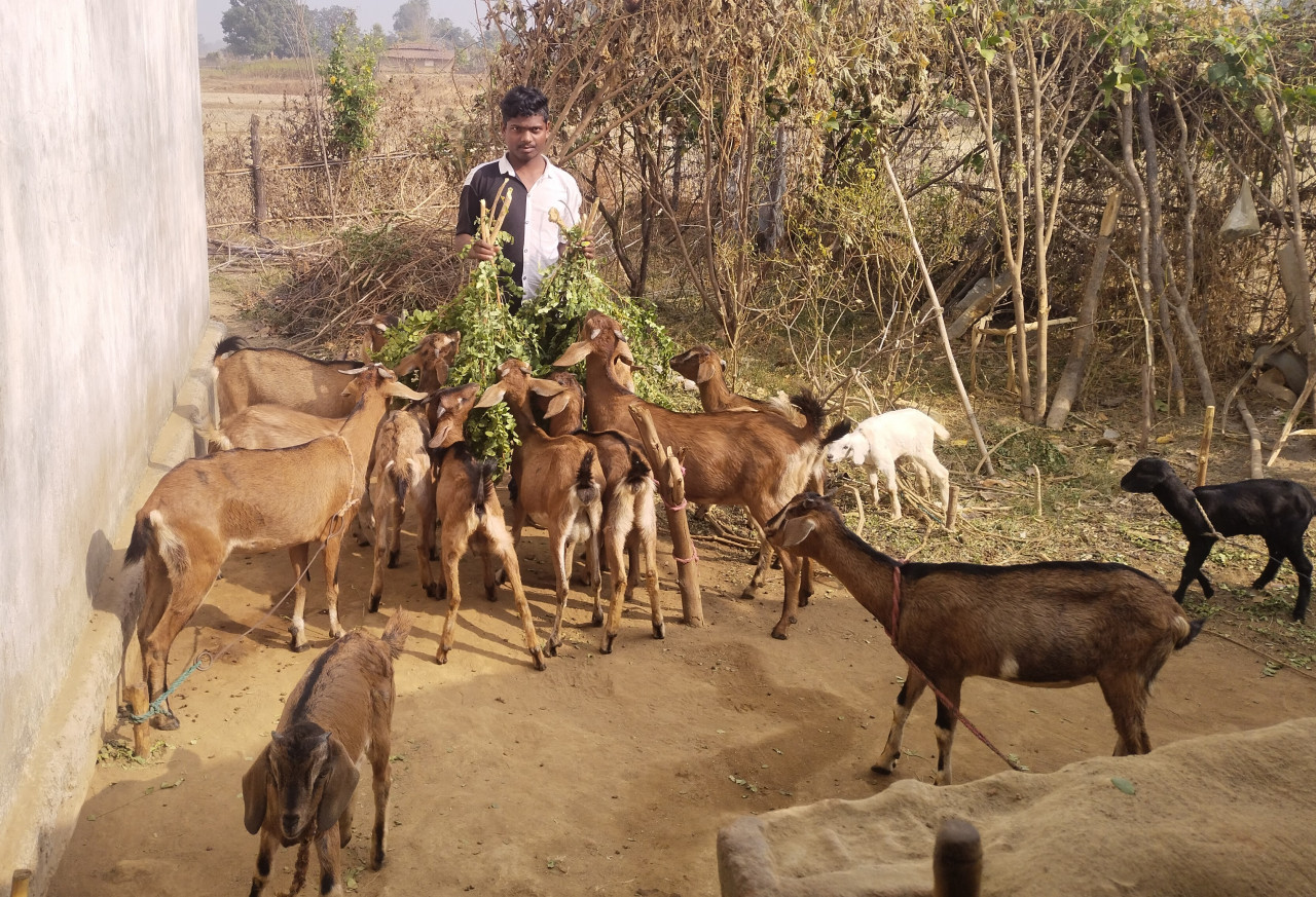 कोरिया: पारंपरिक बकरी पालन को व्यवसाय बनाकर प्रति माह दस हजा... - CG Sandesh