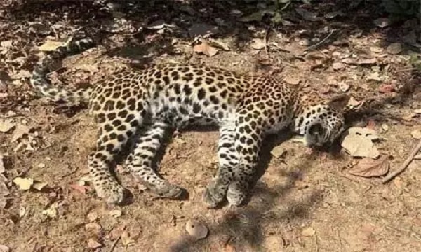 खेत में मिला तेंदुए का शव, करंट से मौत की आशंका - CG Sandesh