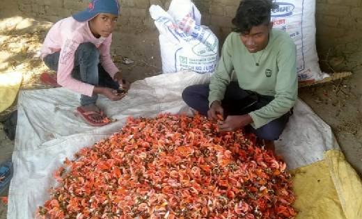 न्यूनतम समर्थन मूल्य पर पलाश फूल की खरीदी प्रारंभ - CG Sandesh