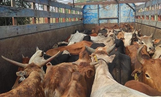 गो तस्करी का भंडाफोड़, ट्रक में भरकर ले जा रहे थे 38 मवेशी, ... - CG Sandesh