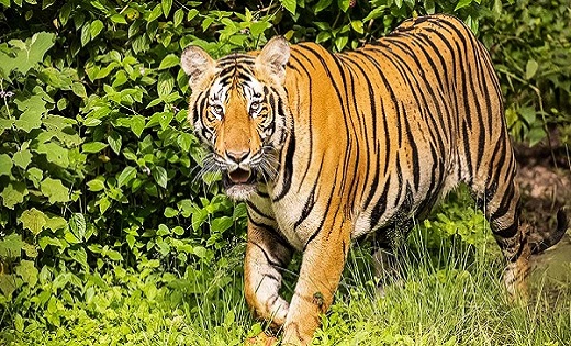 बाघ के दहशत से बंद हुए स्कूल, BEO ने आदेश जारी कर घोषित किया... - CG Sandesh