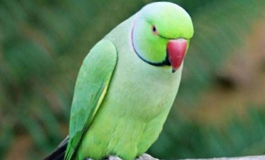 तोते की गवाही ने हत्यारों को 9 साल बाद पहुंचाया जेल, चाकू गो... - CG Sandesh