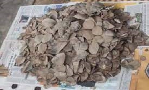  पैंगोलिन की तस्करी करते 3 आरोपी गिरफ्तार, 10 किलो पैंगोलिन ... - CG Sandesh