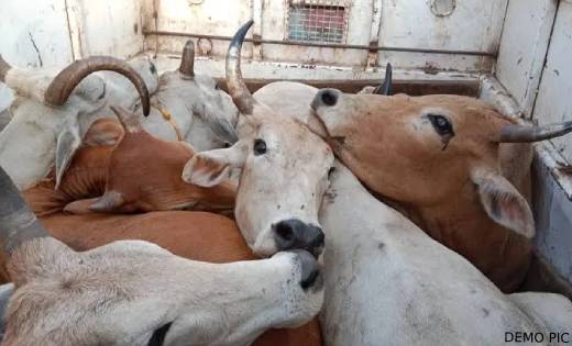 बसना : गाय, बछड़ों को क्रूरतापूर्वक हांकते हुए कत्लखाना ले जा... - CG Sandesh