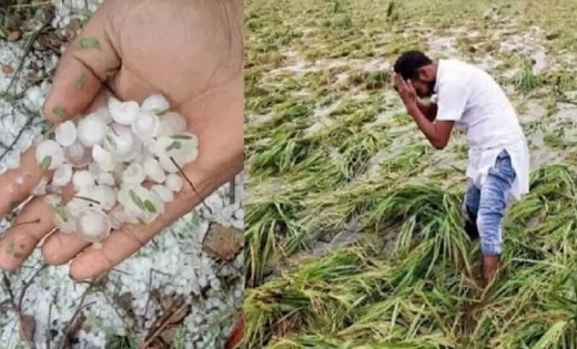 प्रभावित किसानों ने की मुआवजे की मांग, बारिश और ओलावृष्टि से... - CG Sandesh
