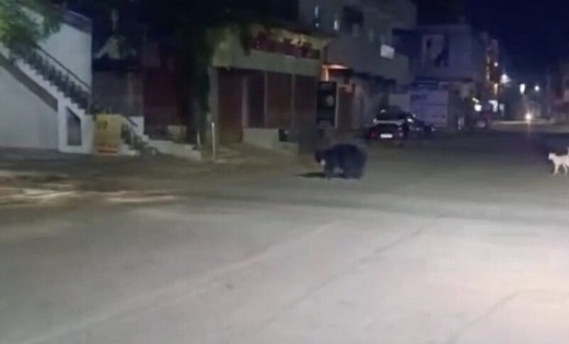  वन विभाग में मचा हड़कंप…आधी रात को बीच शहर में विचरण करते दिखा भालू