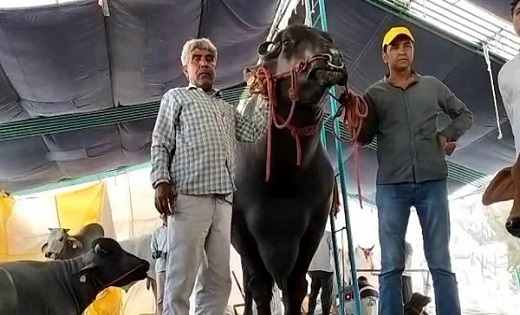 10 करोड़ रूपए है इस भैंस की कीमत, जानें क्या है इसकी खासियत - CG Sandesh