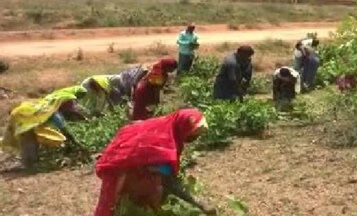 महासमुंद : तेंदूपत्ता का उत्पादन बढ़ाने ग्रामीणों ने ख़त्म की... - CG Sandesh