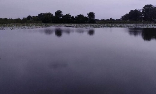सैकड़ों मछलियों की मौत , असामाजिक तत्वों ने तालाब में डाला जह... - CG Sandesh