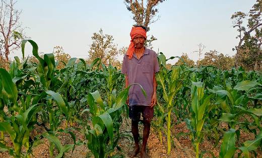 साग-सब्जी के अलावा स्वीटकार्न की खेती से किसानों को हो रही ह... - CG Sandesh